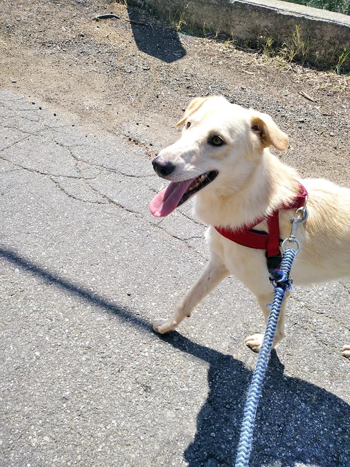 Sad 2 anni!! molto da compagnia!!